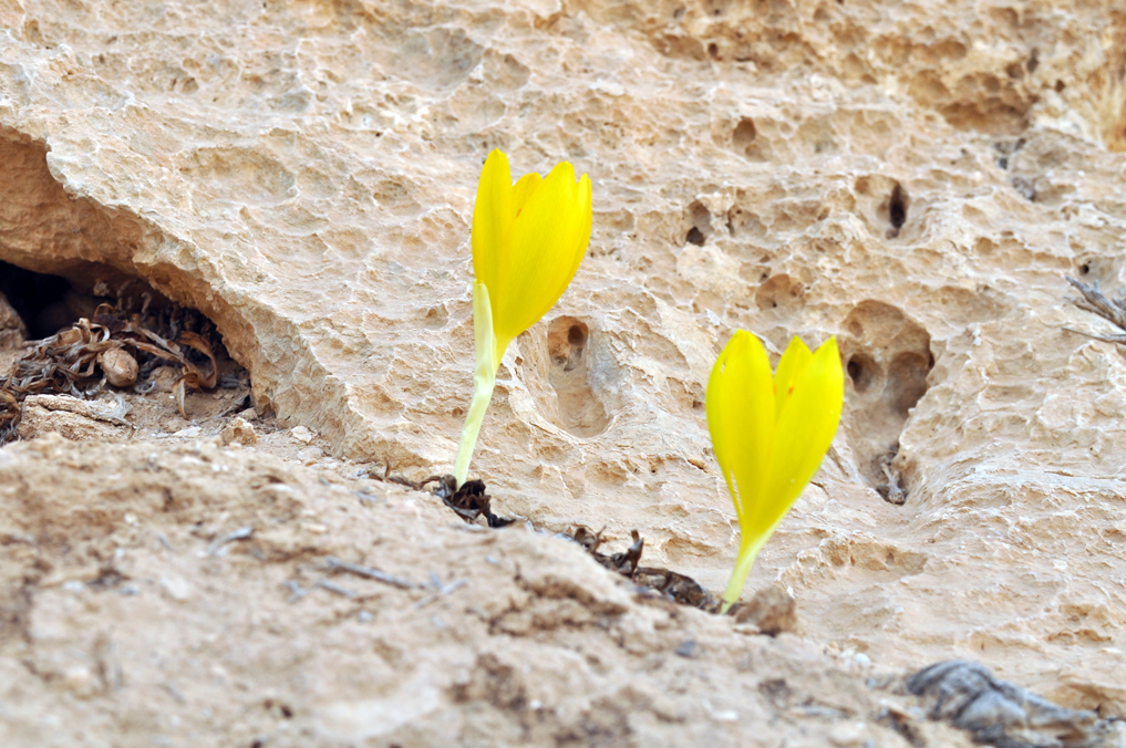 חלמוניות במצוקי רכס בוקר