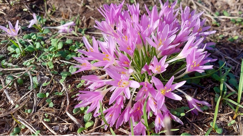 דיווחי פריחה סתיו 2025 - זר סתווניות היורה בגבעת האשחרים, סמוך לנחל תנינים במישור החוף