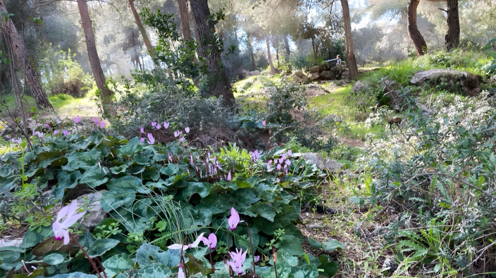 רקפות בקבצי פריחה תחת החורש הצפוף בעמק המצלבה - ירושלים