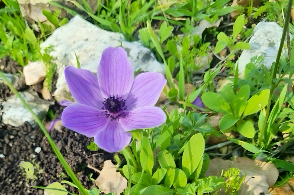 כלניות צבעוניות פורחות בשטח פינות ההנצחה ברמות מנשה