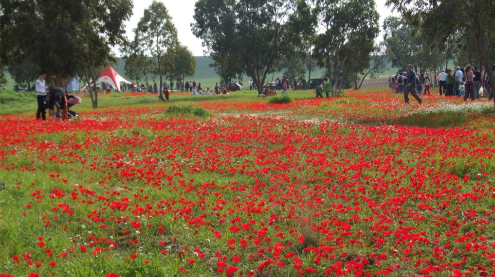 פריחת כלניות דרום אדום בצומת סעד בנגב המערבי