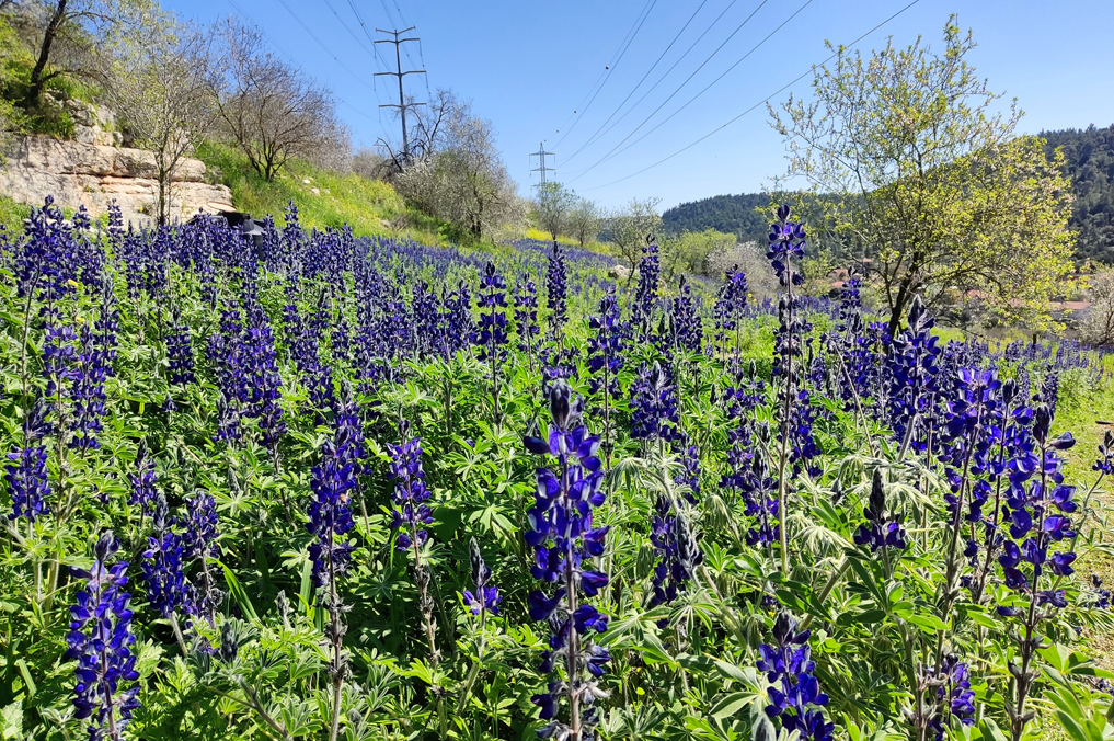 פריחת תורמוסים במטע בהרי יהודה