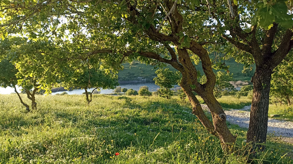 אירופה ברמות מנשה: מאגר גלעד מציץ מבין העצים