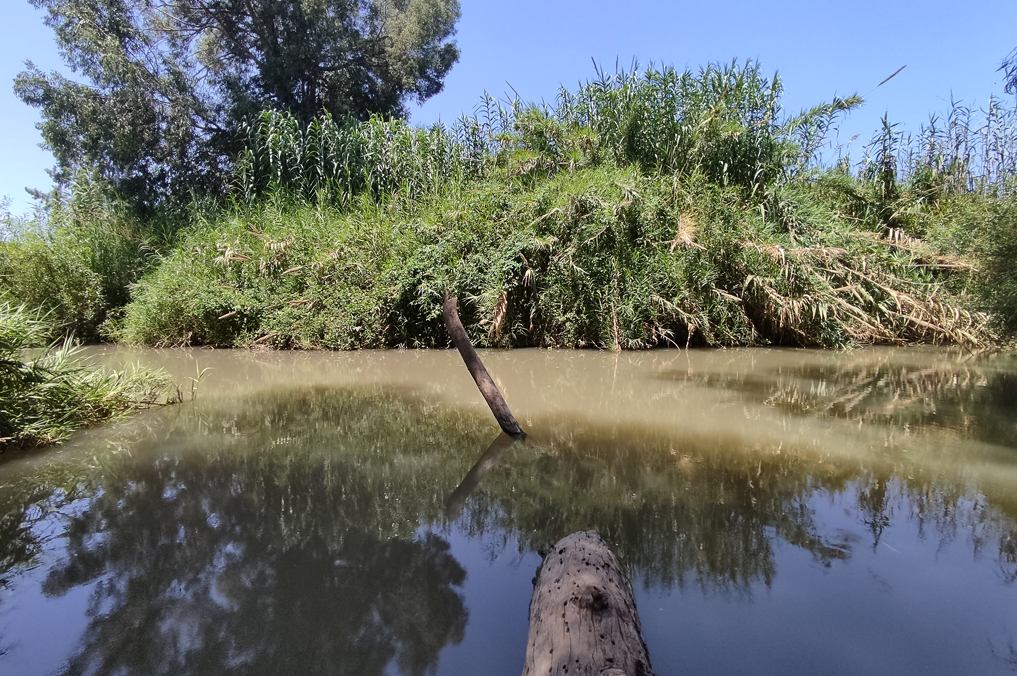בריכת עין גלמן, בין העצים