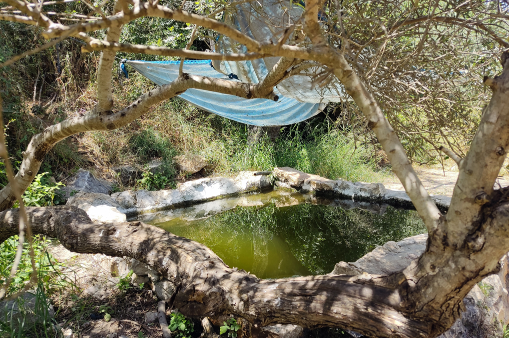 מעיינות במרחק נגיעה מירושלים: בריכת המעיין החבויה של עין אל-חרב סמוך לעין צובה בהרי יהודה