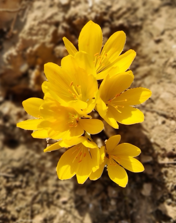 דיווחי פריחה, פריחת חלמוניות 2025