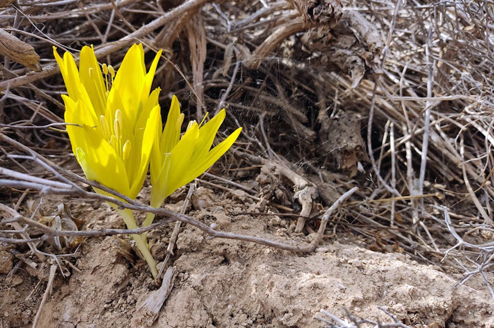 החלמוניות הראשונות פורחות: חלמוניות בשמורת ירוחם