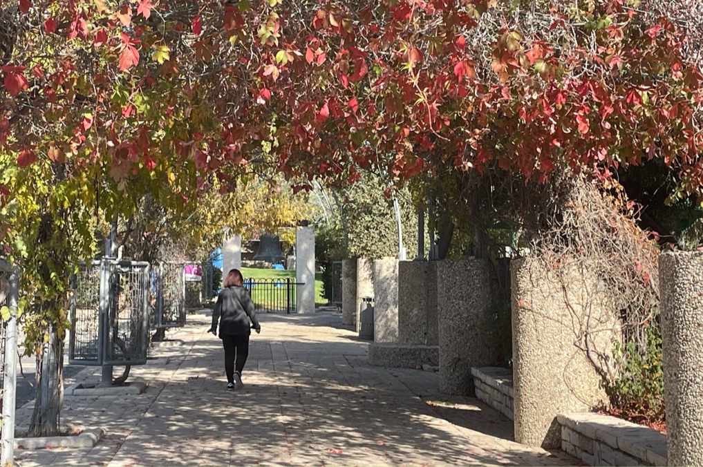 שדרת העצים בשלכת בגן הפעמון בירושלים