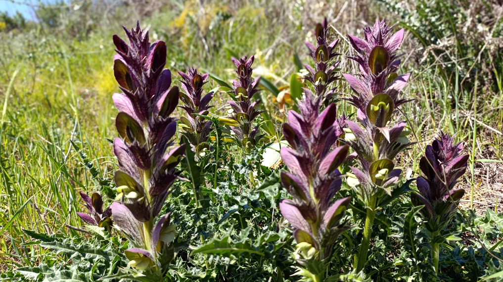 פריחת קוציץ סורי בדרך למפל נחל מיצר, מרץ 2025