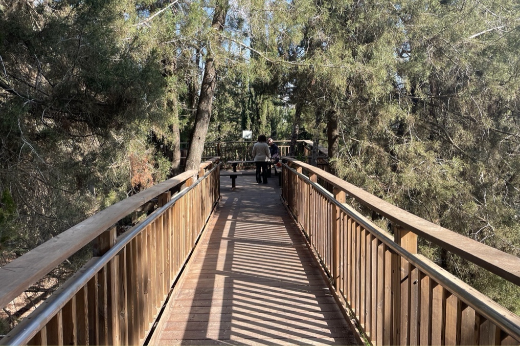 שביל יער פרחי הבר - שביל עץ מרחף ומונגש ביער פרחי הבר בגבעת רם