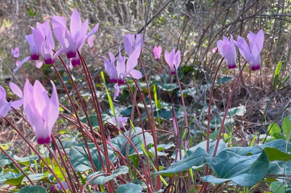 חוויות חדשות בטבע: רקפות ביער גיזו תחת החורש