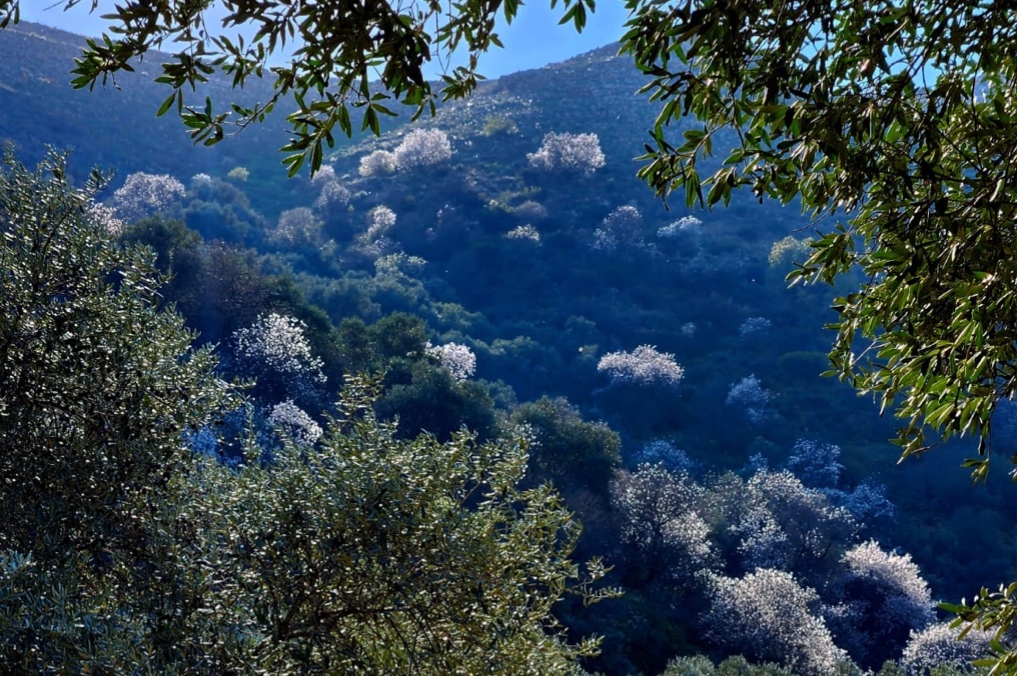 פריחת השקדיות בשיאה במורדות הגליל העליון שעוטפות את נחל ראש פינה. צילום: נעומי טילינגר