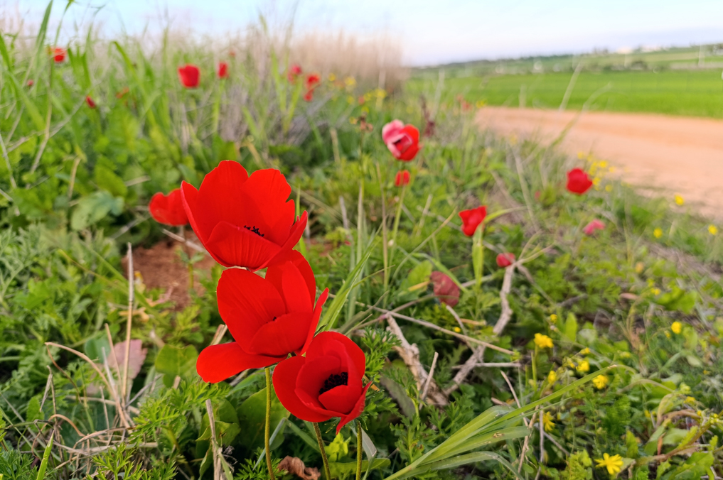 פריחת כלניות סמוך לגשרון אוהד