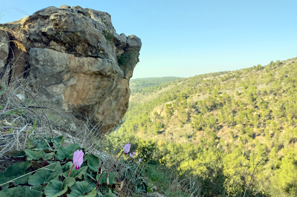 חוויות חדשות בטבע: מצפה נחל כסלון, פריחת רקפות בין צוקי האבן