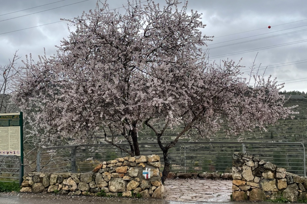 השקדייה פורחת: עץ שקד גדול ובולט בחניון עין לבן במסלול נחל רפאים ועין לבן, קסם השקדיות סביב ירושלים