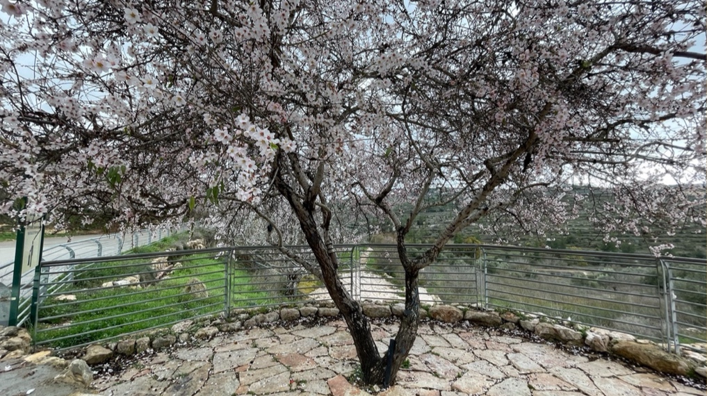 טיולי ט”ו בשבט במסלולים - עץ שקד בשיא הפריחה בעין יעל