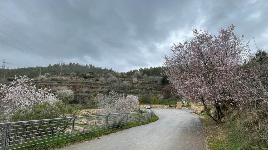 עץ השקד מימין לדרך מעט לפני חניון עין לבן, עצי שקד משמאל לדרך ומורד הרכס שממול שמלא בעצי שקד - קסם השקדיות סביב ירושלים