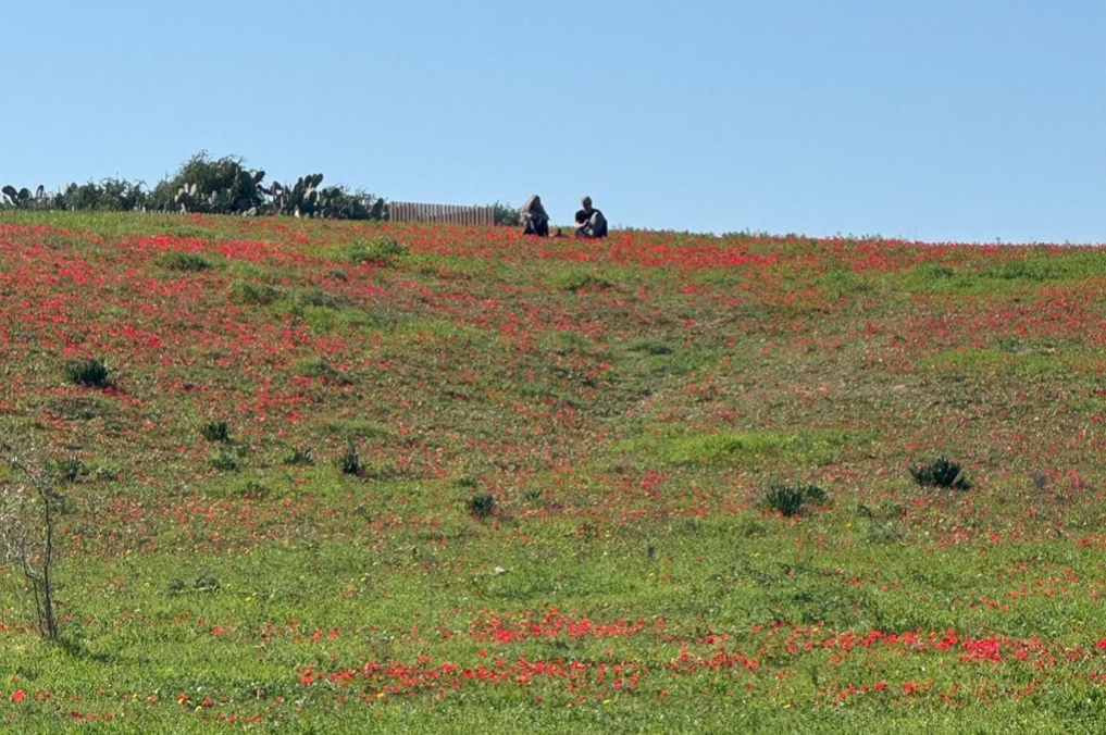 גבעת הכלניות סביב חלקת הקבר של לילי ואריק שרון מול חוות השקמים