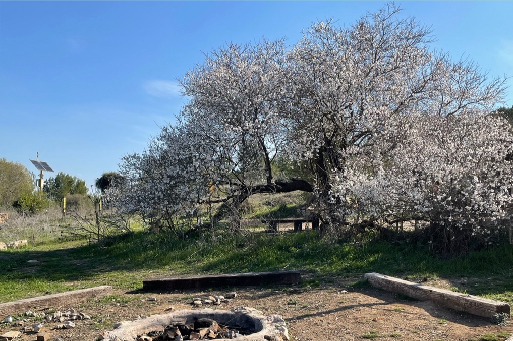 חורבת ארזה בשיא הפריחה: השקדיה הגדולה. חוויות בלתי נשכחות בטבע