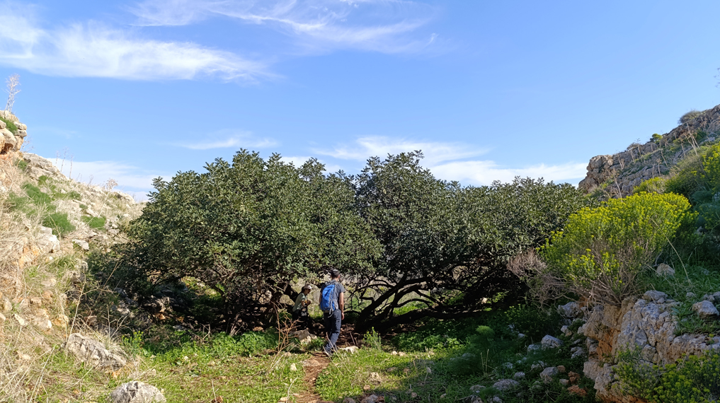 טיולי ט”ו בשבט במסלולים - עץ חרוב יפהפה לכל רוחבו של נחל צביה