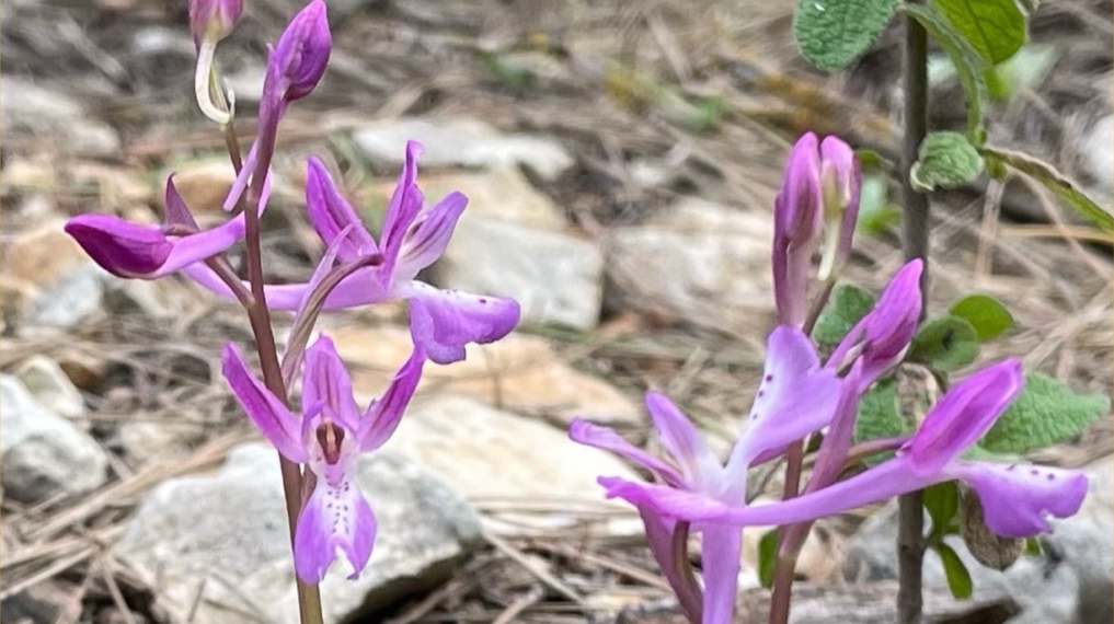 סחלב אנטולי בחורבת ארזה