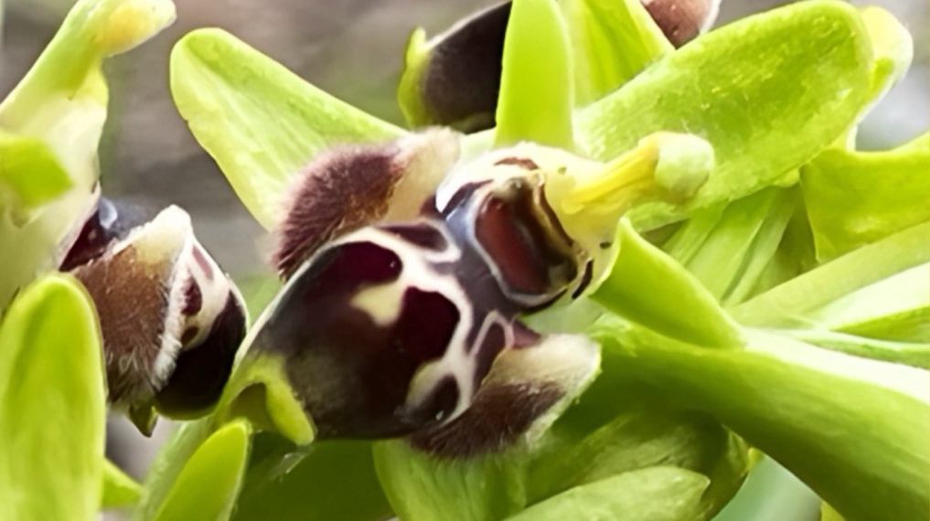 דבורניות מסוג דבורנית דיסנמור, פה ושם במדרון המערבי של חורבת ארזה