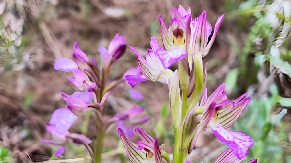 סחלב פרפרני (בן סחלב) בחורבת ארזה
