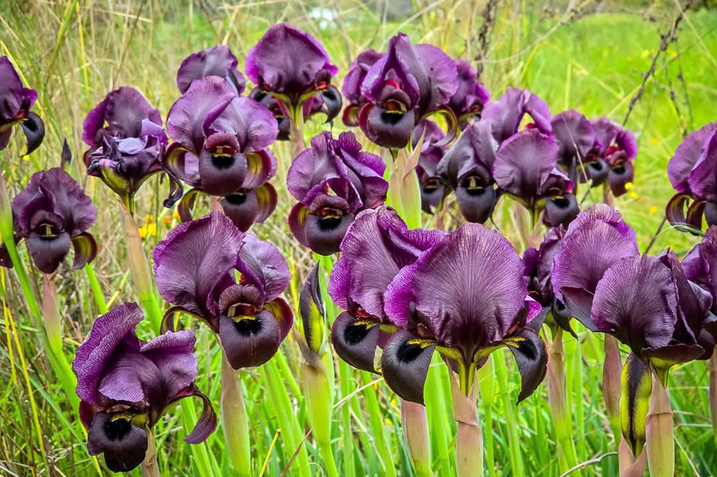 שמורת הדסים פריחה נפלאה - מקבץ איריסים יפהפה. צילום: יואב לביא מדריך אופניים