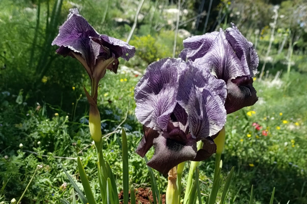 איריס הגלבוע הר יצפור - מקבץ יפהפה