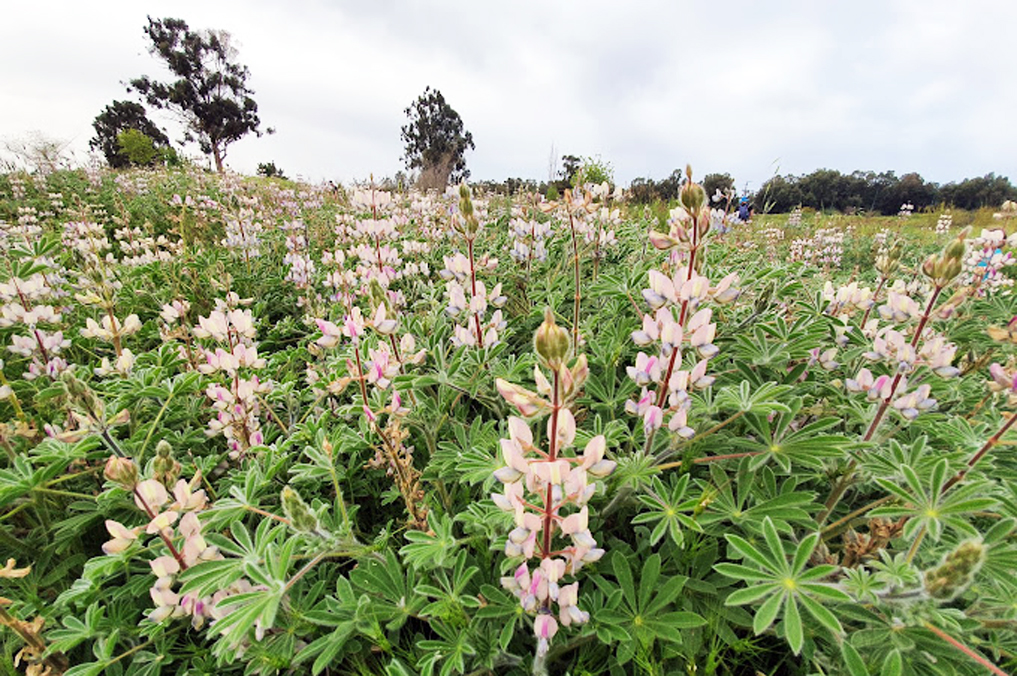 בריכת חורף לב השרון - פריחה של תורמוסים לבנים