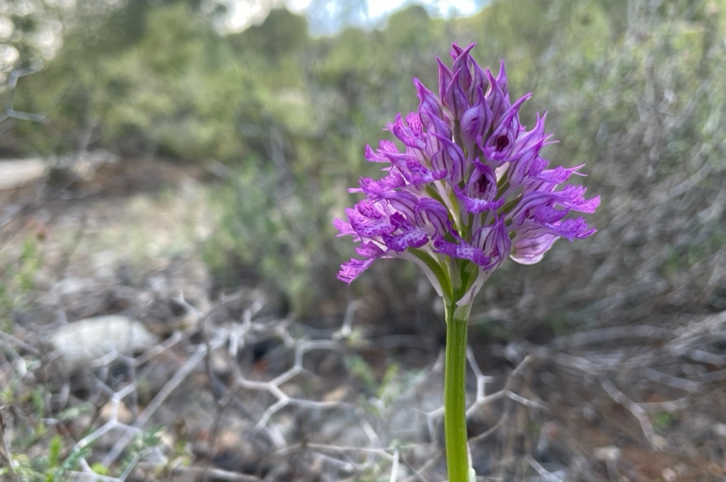 חורבת ארזה סחלבים: סחלב שלוש השיניים במורד הגבעה