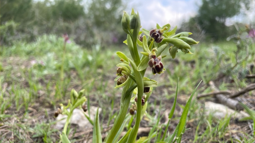 דבורניות בתחתית המדרון המערבי של חורבת ארזה