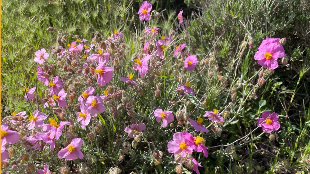שיחי לוטם שעיר בפרחים ורודים בחורבת ארזה