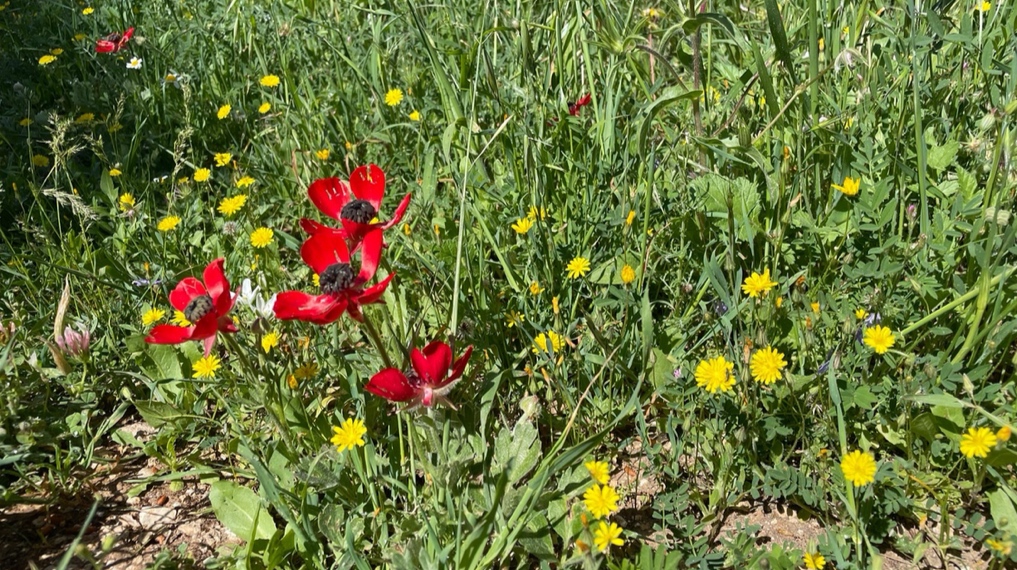 נוריות וסביונים במורד הצפוני של חורבת ארזה