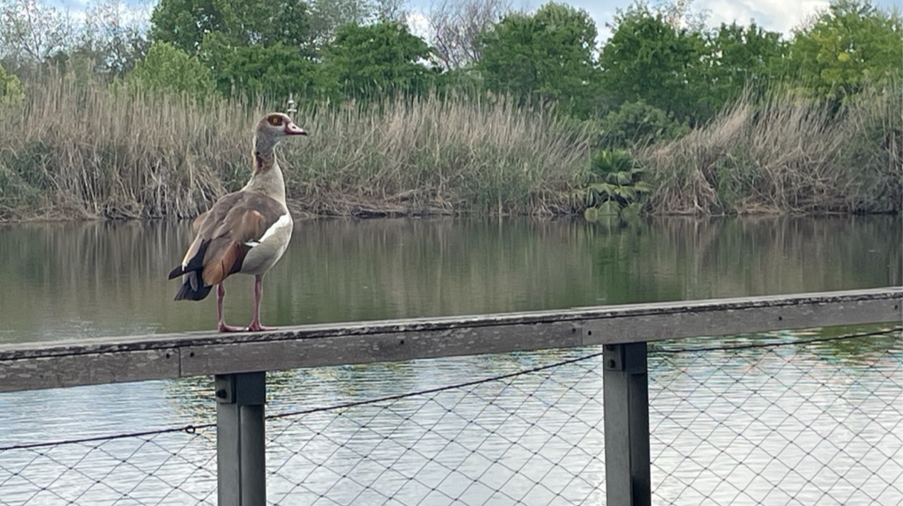 אחד מעופות המים על הגדר התוחמת את האגם בפארק
