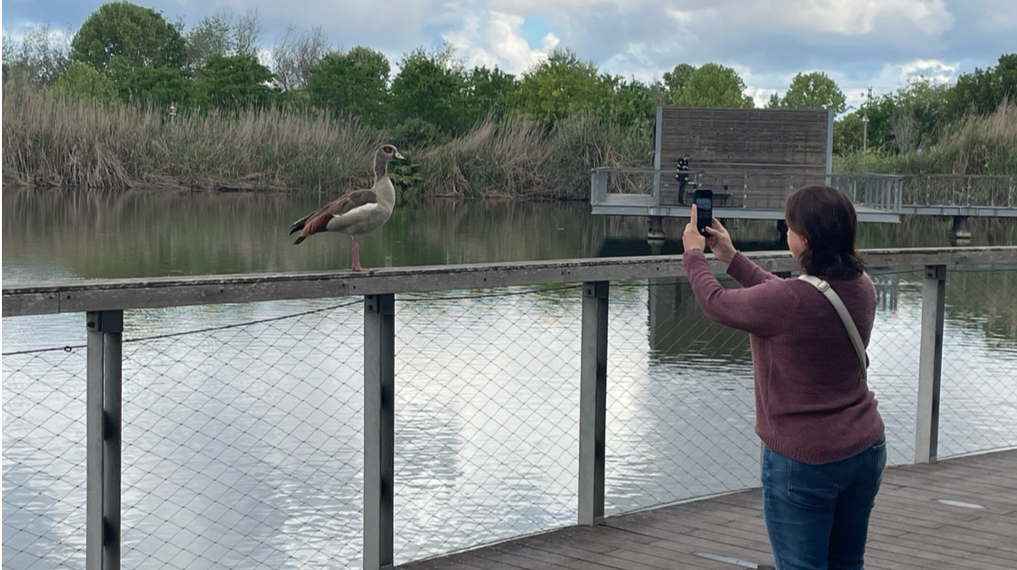 מצלמים את עופות המים לצד האגם בפארק