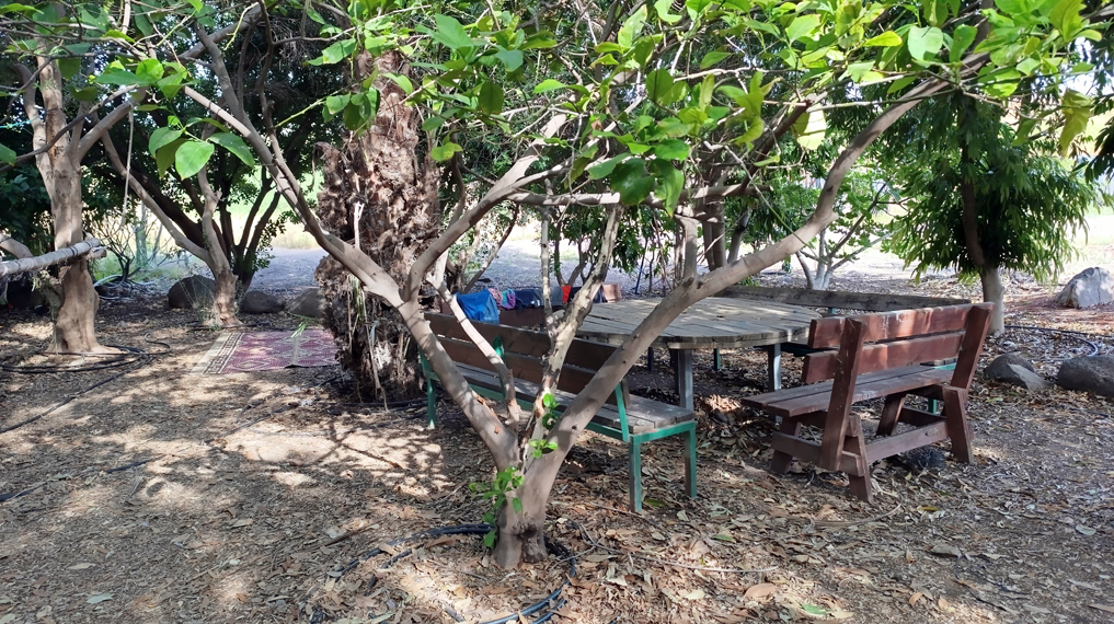 מסלול נחל תבור - פינת צבי מזרחי