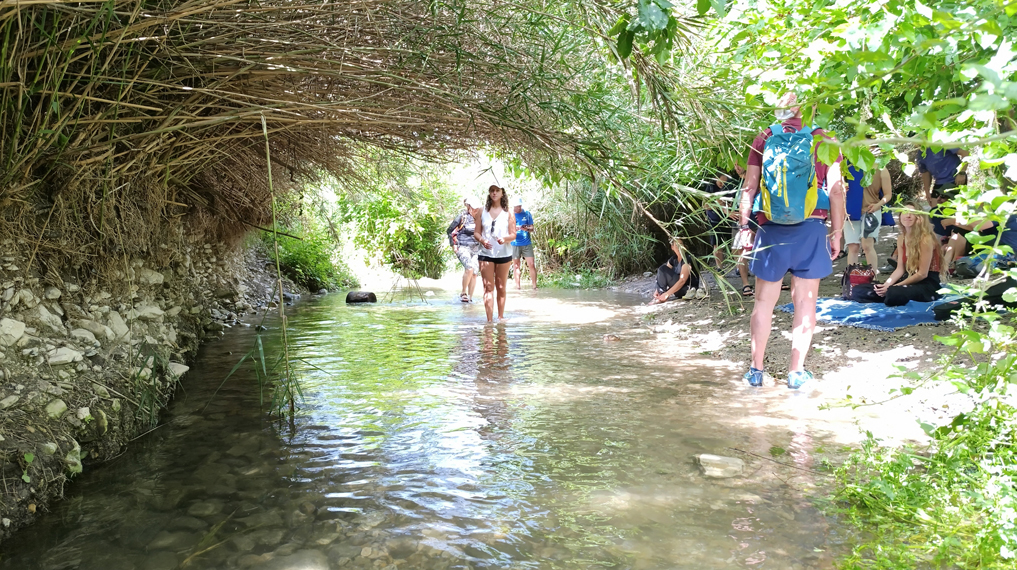 נחלים מעיינות ובריכות נסתרות – במרחק נגיעה מהבית. הולכים בתוך המים בנחל תנינים תחת צמחיית קנים ועצי תות