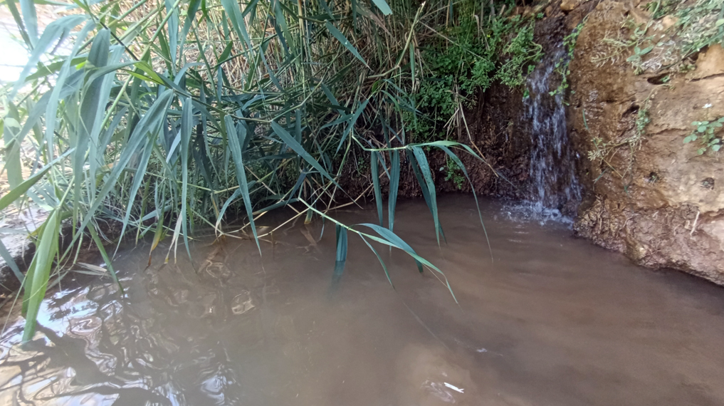 סודות רטובים בעמק הארזים וסביב נחל שורק: מעיין הקנים - בריכת מעיין עם מפל בקצה