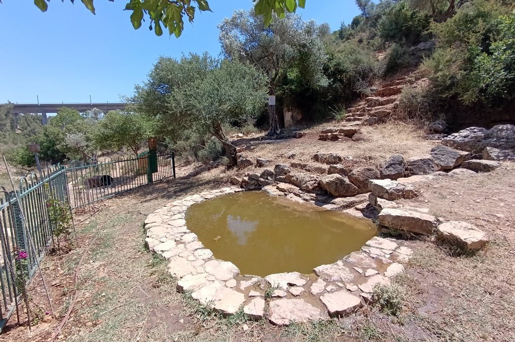 סודות רטובים בעמק הארזים וסביב נחל שורק: עין לוזה - בריכת מעיין קטנה ויפה