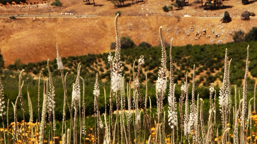 החצבים במורדות תל אבל בית מעכה על רקע המטעים שבתחתית. צילום: מיכל ליפשיץ
