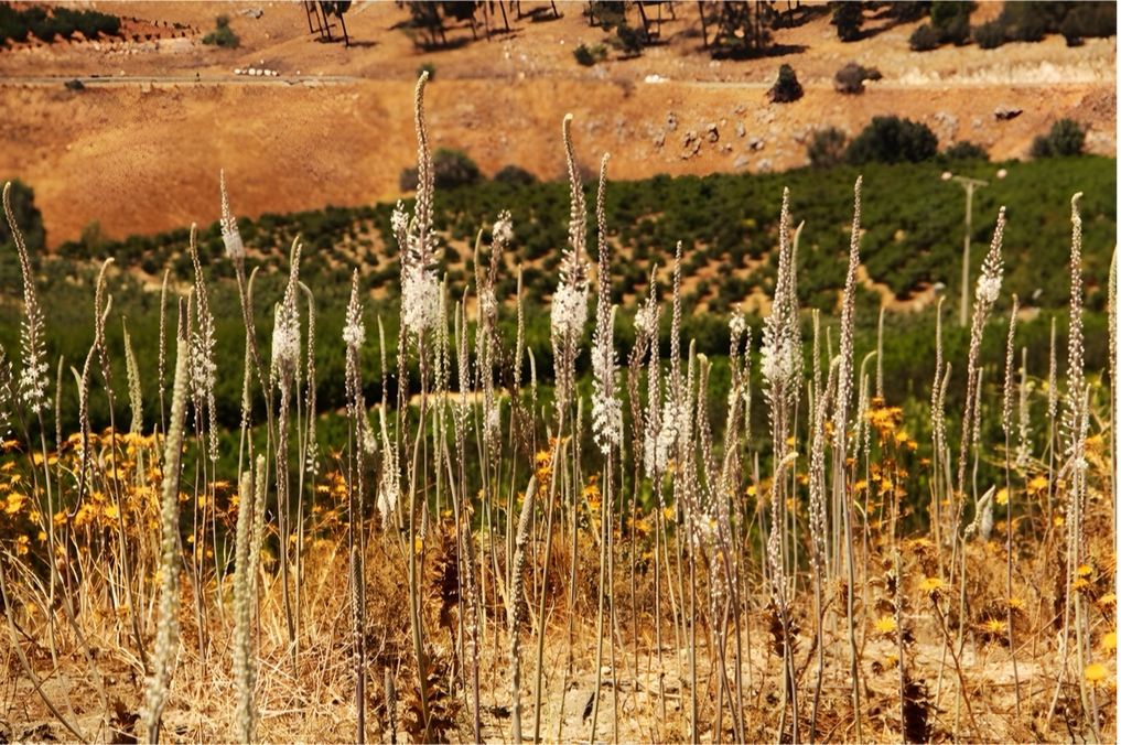 מסלולים חדשים לשנה חדשה: חצבים בשיפולי תל אבל בית מעכה. צילום: מיכל ליפשיץ