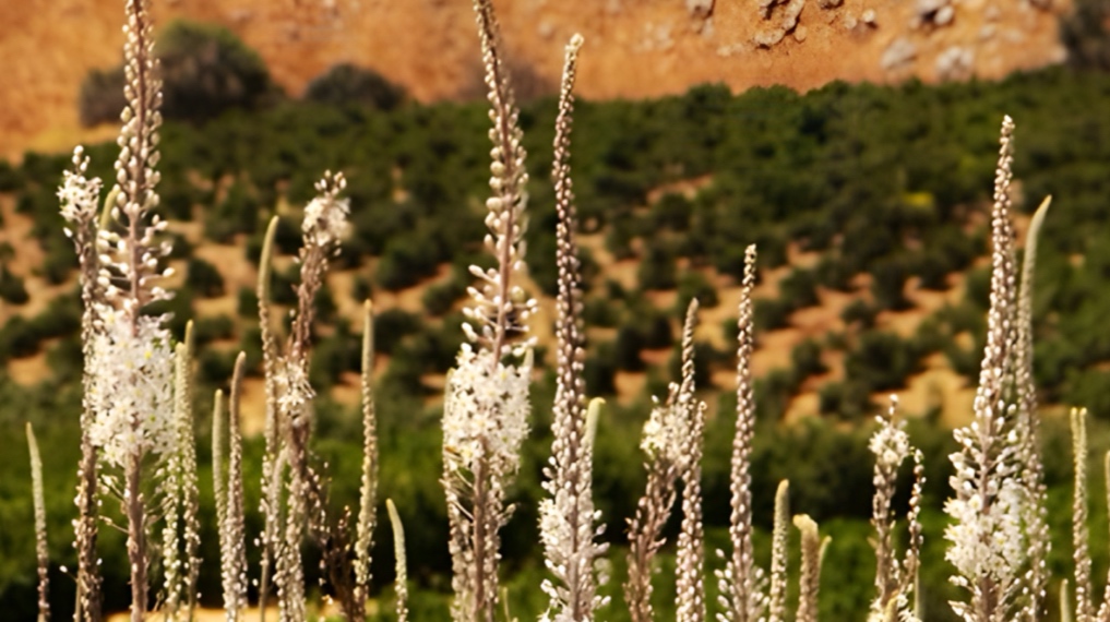 חצבים בולטים בשיפולי תל אבל בית מעכה. צילום: מיכל ליפשיץ