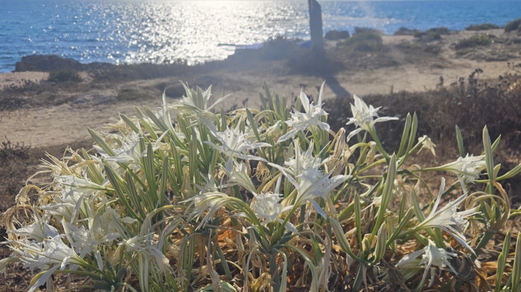 זר חבצלות מול הים בתל דור. צילום: דוד לנדאו