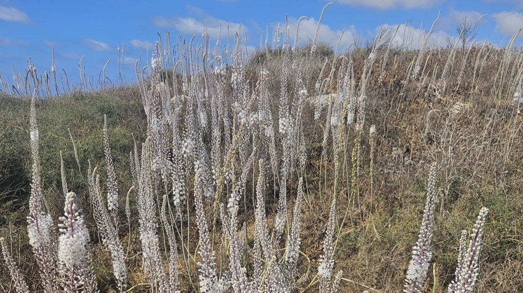 חצבים בפריחה מרשימה בשיפולי תל דור. צילום: דוד לנדאו
