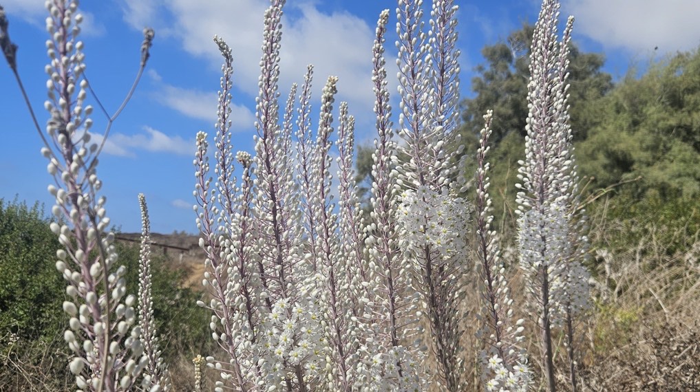 חצבים בפריחה מרשימה בשיפולי תל דור. צילום: דוד לנדאו