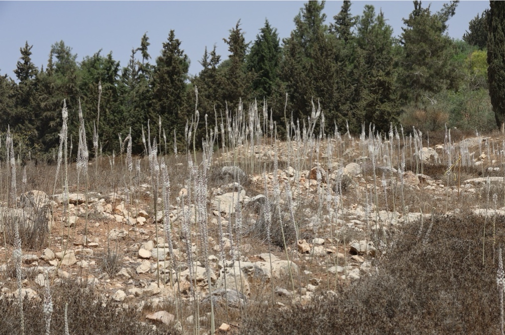 חצבים במורדות רמת רחל. צילום: יוסף אבי יאיר אנגל (ג'וחא)