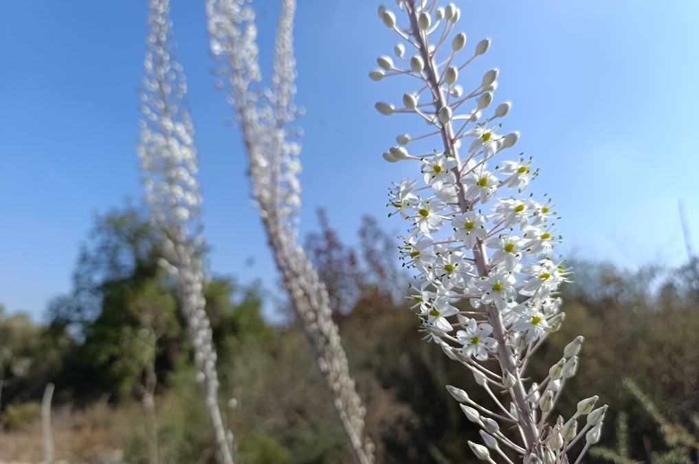 חצבים בגבעות מרר