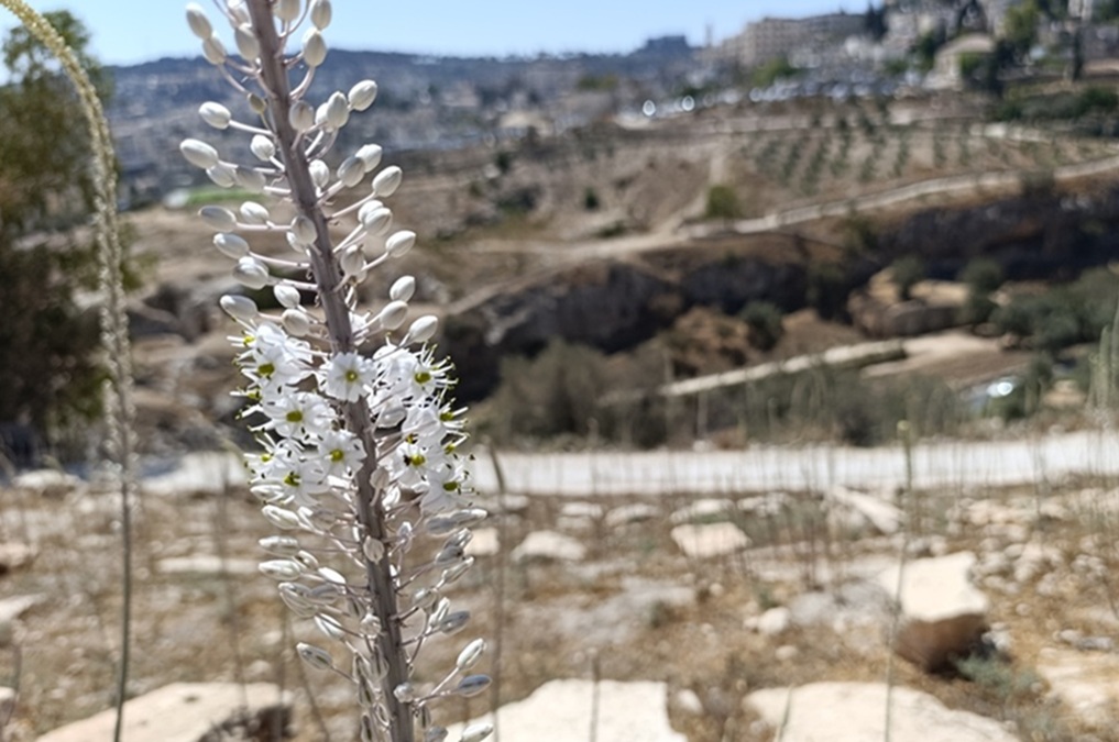פריחת חצבים בית קברות סמבוסקי