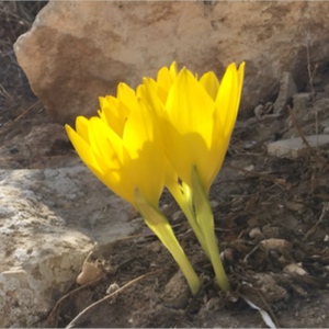 דיווחי פריחה 2025